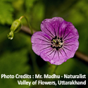 Valley of Flowers, Uttarakhand, India